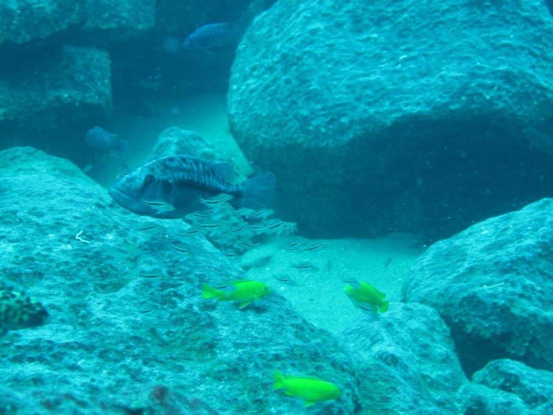 Tyrannochromis nigriventer 'Taiwanee Reef'